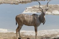 Etosha NP, Camp Halali, Kudu