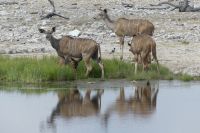 Etosha NP, Camp Halali, Kudus