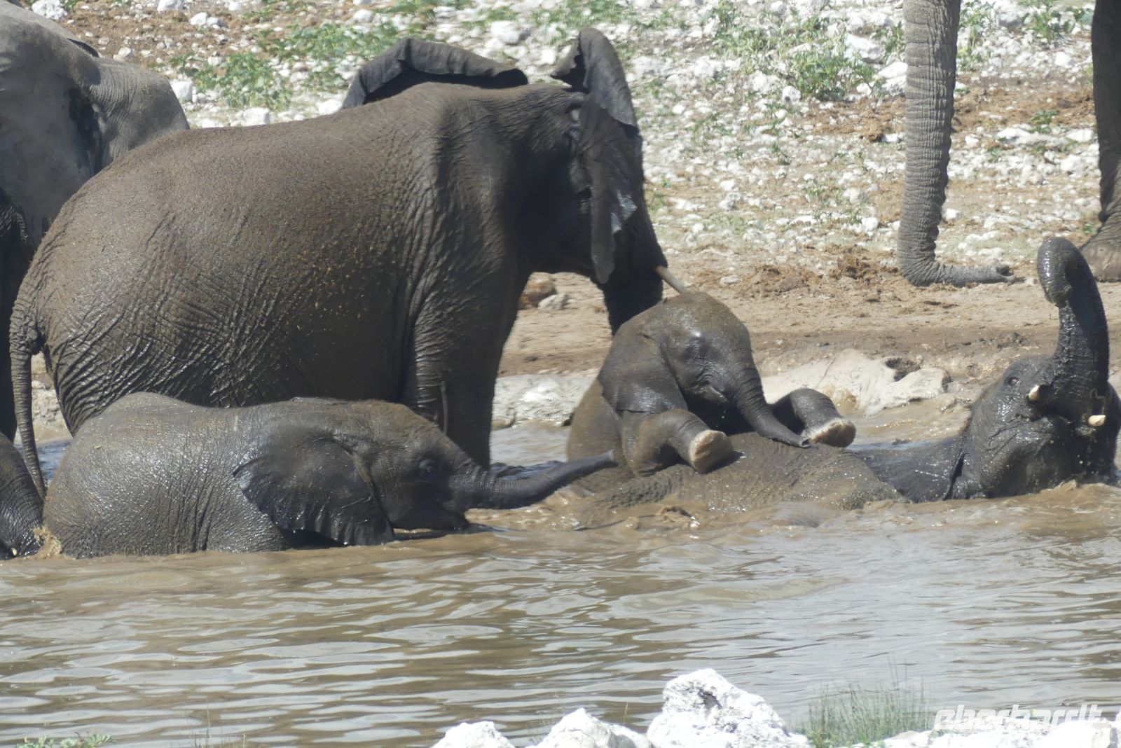 Etosha NP