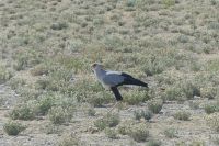 Etosha NP, Sekretär