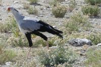Etosha NP, Sekretär