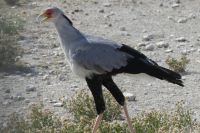 Etosha NP, Sekretär