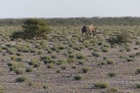 Etosha NP, Spitzmaulnashorn