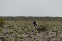 Etosha NP, Spitzmaulnashorn