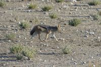 Etosha NP, Schakal