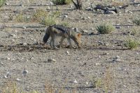 Etosha NP, Schakal