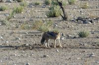Etosha NP, Schakal