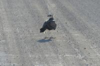 Etosha NP, Kampfadler