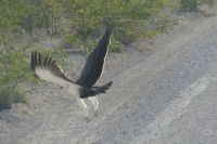 Etosha NP, Kampfadler