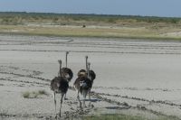 Etosha NP