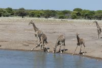 Etosha NP