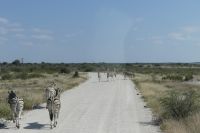 Zebrastreifen im Etosha NP