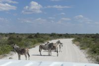 Zebrastreifen im Etosha NP