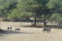 Safari im Bwabwata NP - Mahango Park