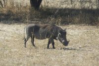 Safari im Bwabwata NP - Mahango Park