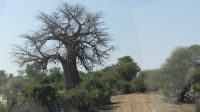 Safari im Bwabwata NP - Mahango Park, Baobab