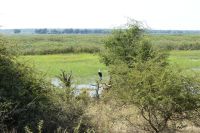 Schreiseeadler am Okavango