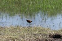 Blaustirn-Blatthühnchen