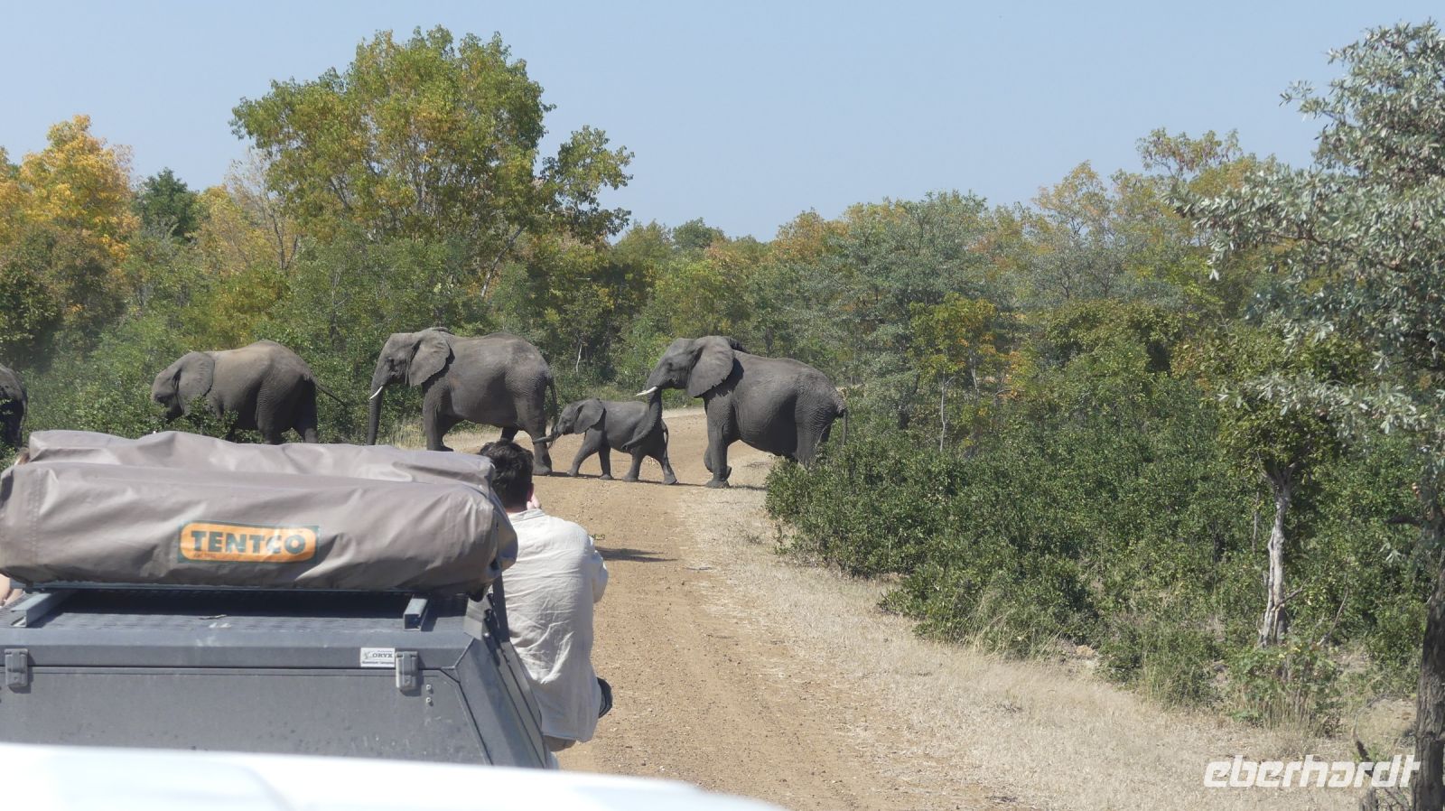 Vorfahrt für Elefanten