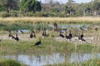 Bootsfahrt auf dem Okavango