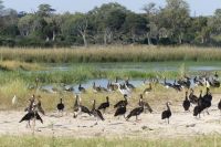 Bootsfahrt auf dem Okavango