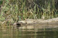 Bootsfahrt auf dem Okavango