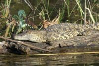 Bootsfahrt auf dem Okavango