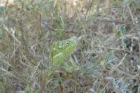 Chamäleon am Straßenrand