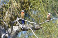 Bootsfahrt auf dem Kwando, Bienenfresser