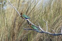 Bootsfahrt auf dem Kwando, Bienenfresser