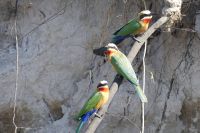 Bootsfahrt auf dem Kwando, Bienenfresser