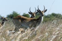 Bootsfahrt auf dem Kwando, Sumpfantilopen