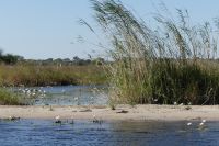 Bootsfahrt auf dem Kwando, Graufischer