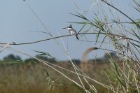Bootsfahrt auf dem Kwando, Graufischer
