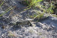 Bootsfahrt auf dem Kwando, Waran