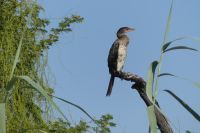 Bootsfahrt auf dem Kwando, Kormoran