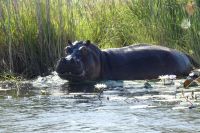 Bootsfahrt auf dem Kwando