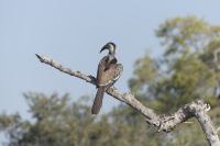 Pirschfahrt im Bwabwata NP