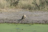 Pirschfahrt im Bwabwata NP