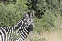 Pirschfahrt im Bwabwata NP