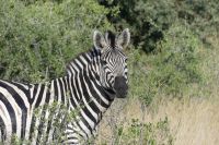 Pirschfahrt im Bwabwata NP