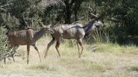 Kudus im Bwabwata NP
