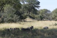Warzenschweine im  Bwabwata NP