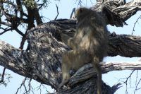 Pirschfahrt im Bwabwata NP