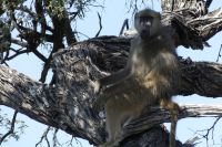 Pirschfahrt im Bwabwata NP