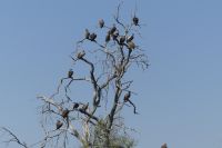 Weißrückengeier im Bwabwata NP