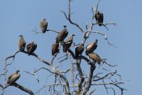 Weißrückengeier im Bwabwata NP
