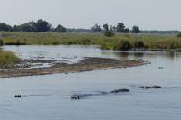 Flusspferde im Kwando