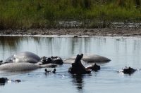 Flusspferde im Kwando