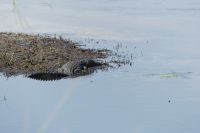 Nilkrokodil am Kwando